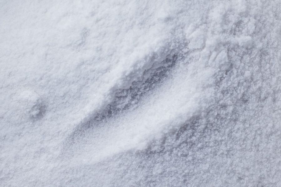 White mineral powder, macro